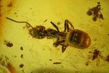 Fossil Flies, Three Ants, a Crane Fly and a Wasp in Baltic Amber #183602-1